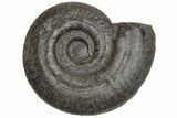 Jurassic Fossil Ammonite (Hildoceras) - United Kingdom #219987-1